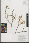 Foto von Salix purpurea L.